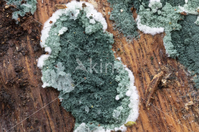 groen viltmatje (trichoderma viride)