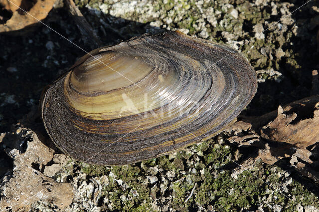 Zwanenmossel (Anodonta cygnea)