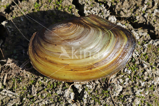 Zwanenmossel (Anodonta cygnea)