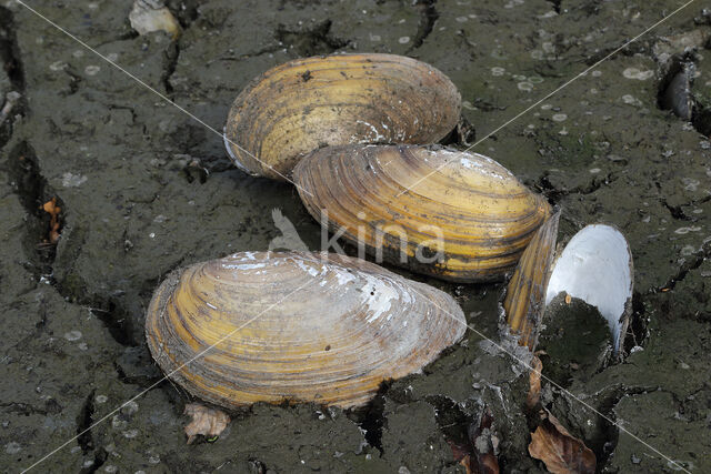 Swan Mussel (Anodonta cygnea)