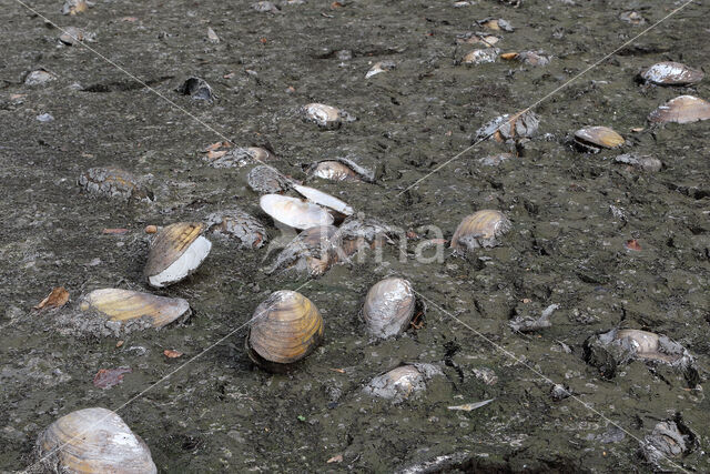 Swan Mussel (Anodonta cygnea)