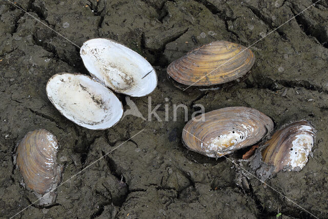 Zwanenmossel (Anodonta cygnea)