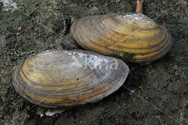 Zwanenmossel (Anodonta cygnea)
