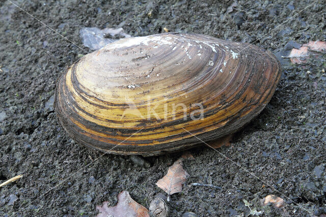 Zwanenmossel (Anodonta cygnea)