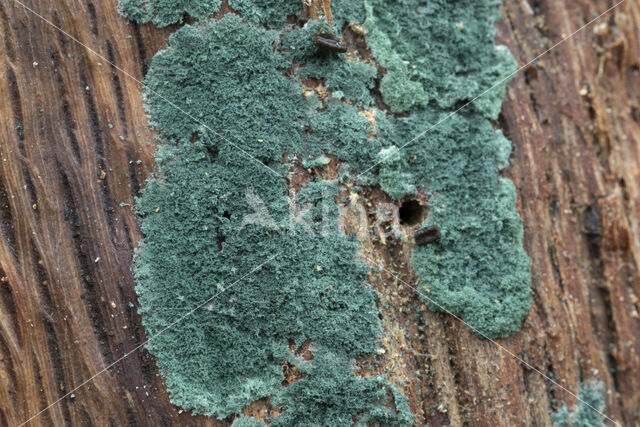 trichoderma viride