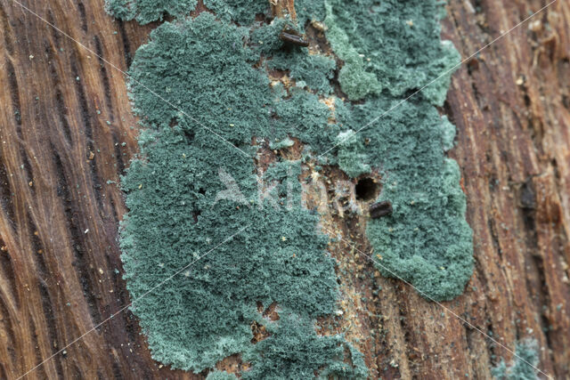 groen viltmatje (trichoderma viride)