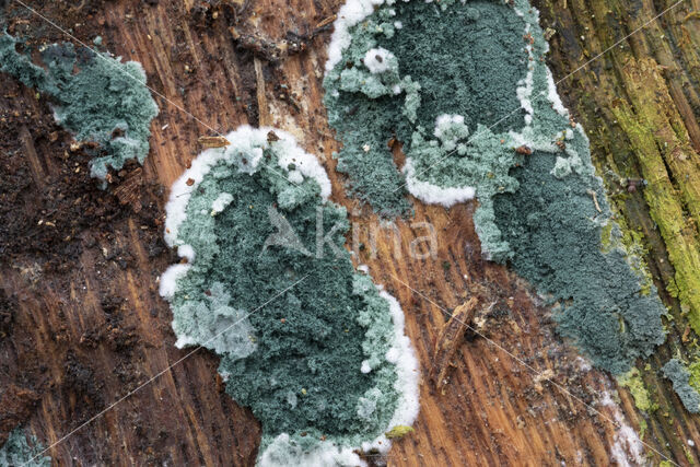 trichoderma viride