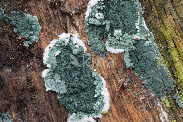 groen viltmatje (trichoderma viride)