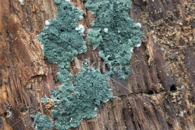 groen viltmatje (trichoderma viride)