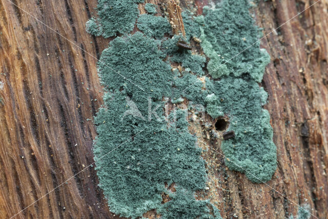 groen viltmatje (trichoderma viride)