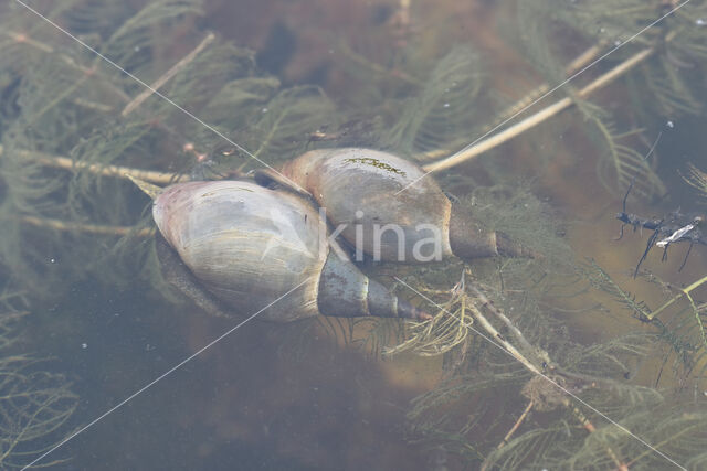 Gewone Poelslak (Lymnaea stagnalis)