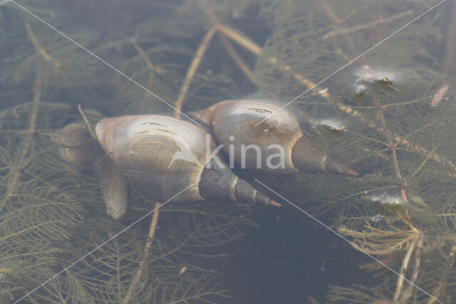 Gewone Poelslak (Lymnaea stagnalis)