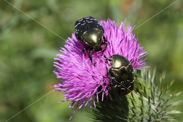 Gedeukte Gouden Tor (Protaetia cuprea)