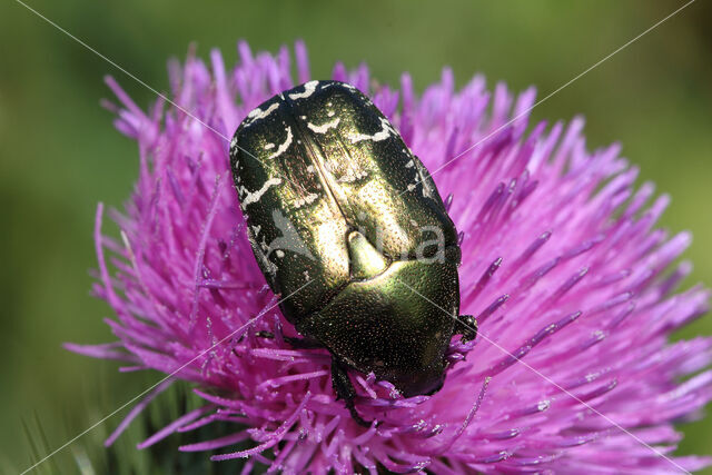 Metallic green chafer (Protaetia cuprea)