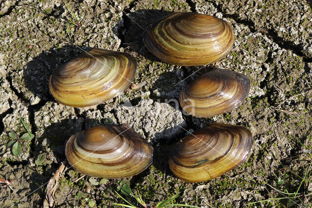 Swan Mussel (Anodonta cygnea)