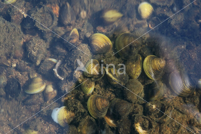 Aziatische korfmossel (Corbicula fluminea)