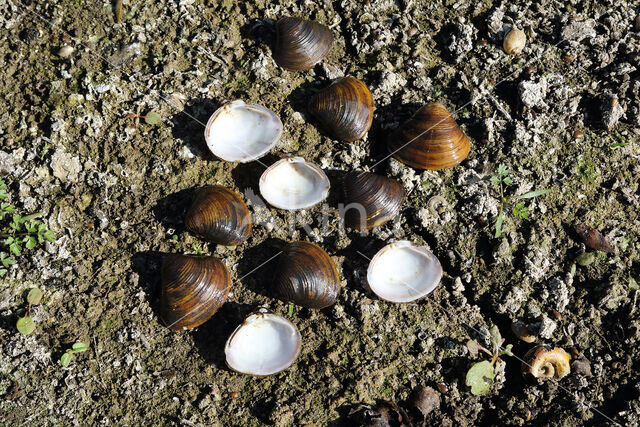 Aziatische korfmossel (Corbicula fluminea)