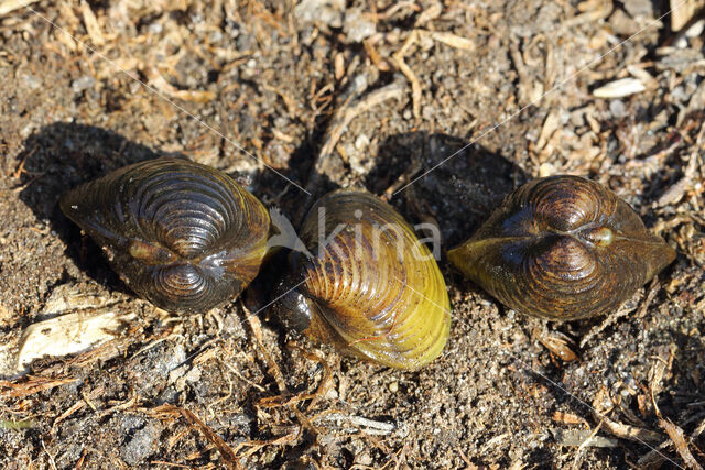 Aziatische korfmossel (Corbicula fluminea)