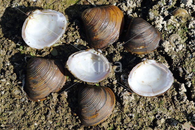 Asian Clam (Corbicula fluminea)