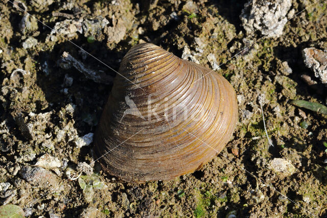 Aziatische korfmossel (Corbicula fluminea)