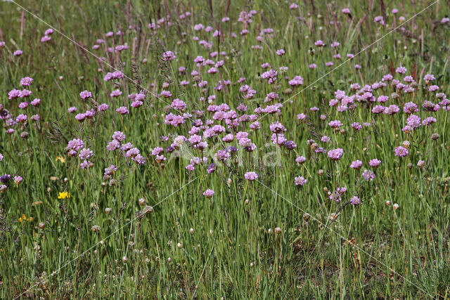 Engels gras (Armeria maritima)