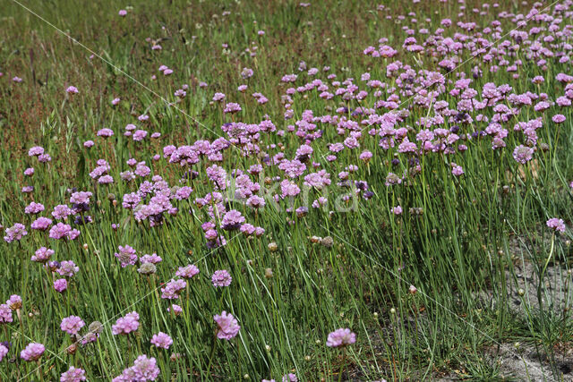 Engels gras (Armeria maritima)