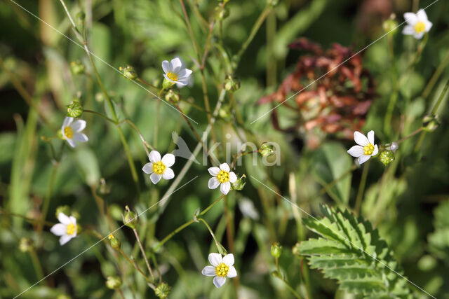 Geelhartje (Linum catharticum)