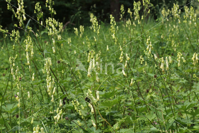 Wolfsbane (Aconitum vulparia)