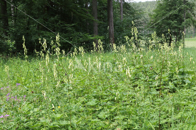 Gele monnikskap (Aconitum vulparia)