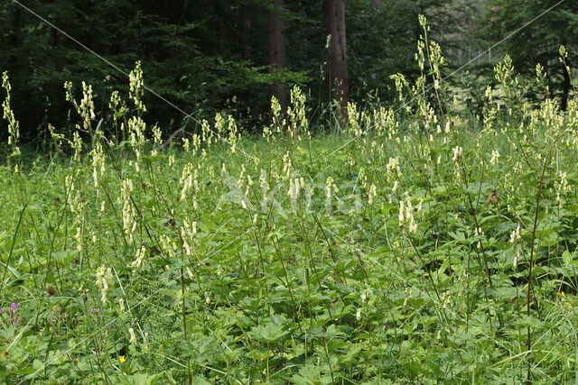 Gele monnikskap (Aconitum vulparia)