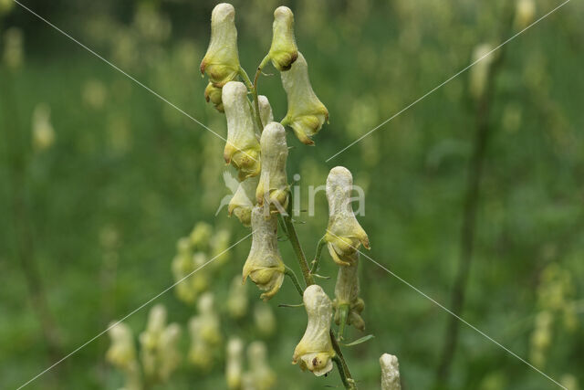 Wolfsbane (Aconitum vulparia)