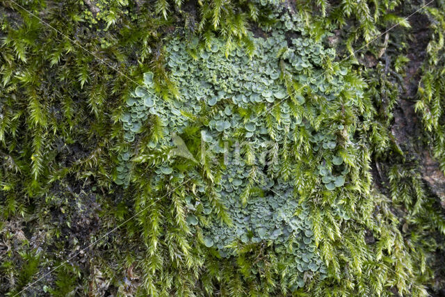 Hamsteroortje (Normandina pulchella)