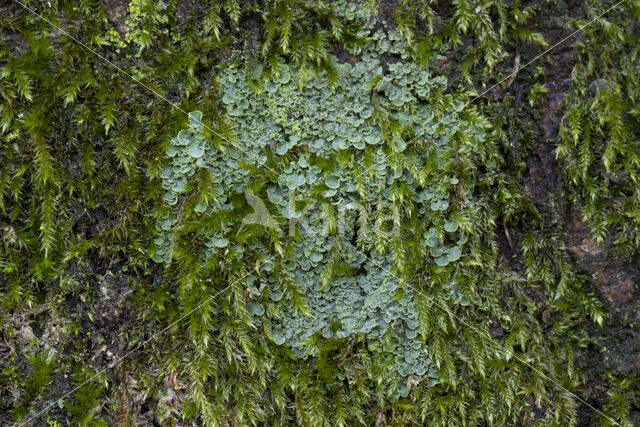 Hamsteroortje (Normandina pulchella)