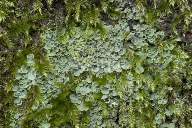 Hamsteroortje (Normandina pulchella)