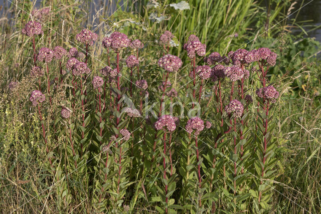 Orpine (Sedum telephium)