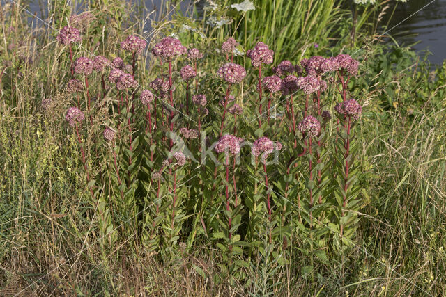 Orpine (Sedum telephium)