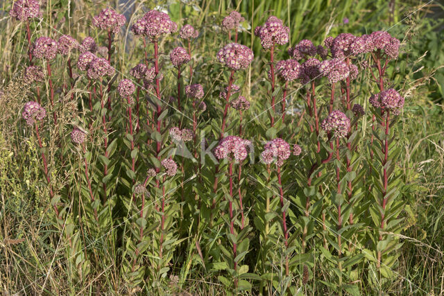 Hemelsleutel (Sedum telephium)