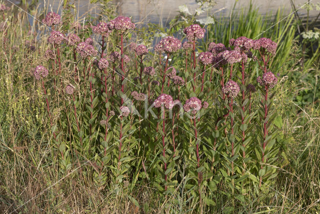 Orpine (Sedum telephium)