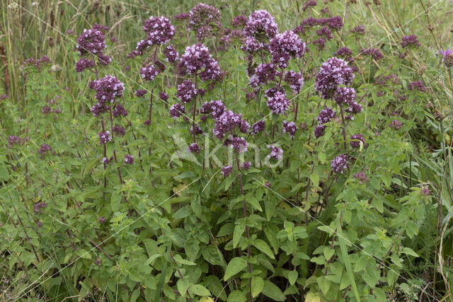 Wilde marjolein (Origanum vulgare)