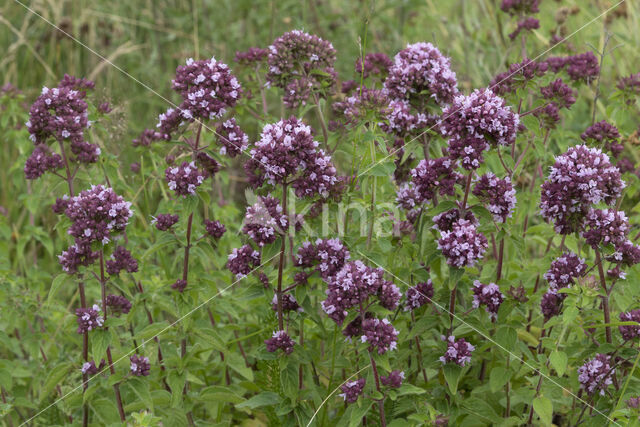 Wild Marjoram (Origanum vulgare)