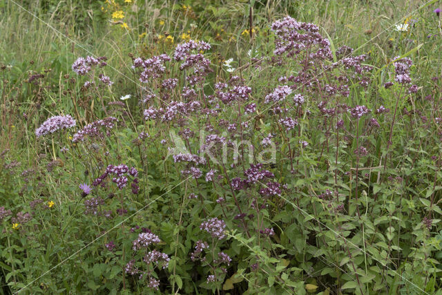 Wild Marjoram (Origanum vulgare)