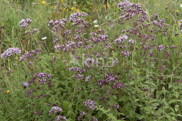 Wild Marjoram (Origanum vulgare)