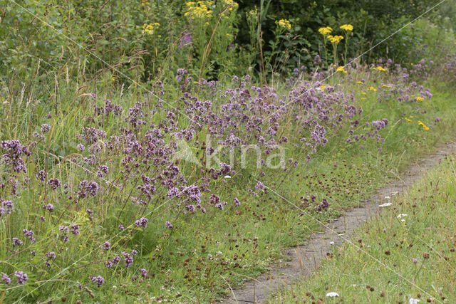 Wilde marjolein (Origanum vulgare)