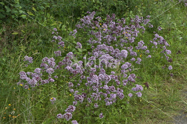 Wild Marjoram (Origanum vulgare)