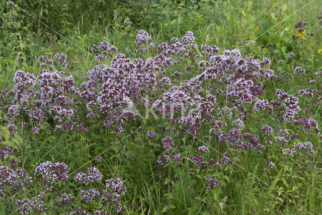 Wild Marjoram (Origanum vulgare)