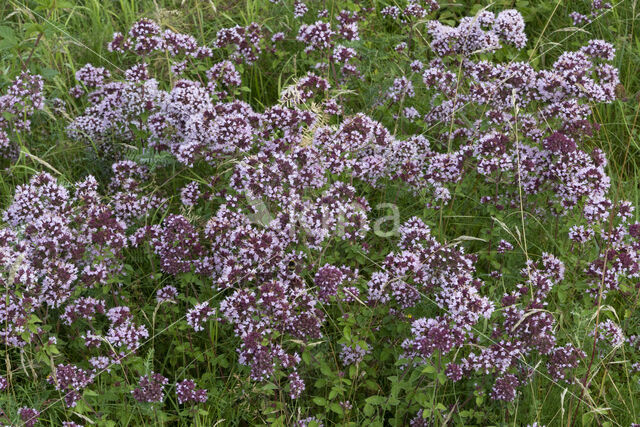 Wild Marjoram (Origanum vulgare)