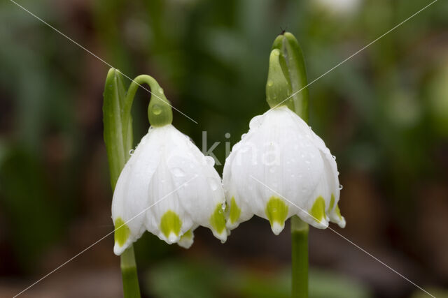 Lenteklokje (Leucojum vernum)