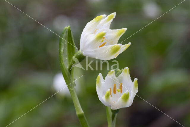 Lenteklokje (Leucojum vernum)