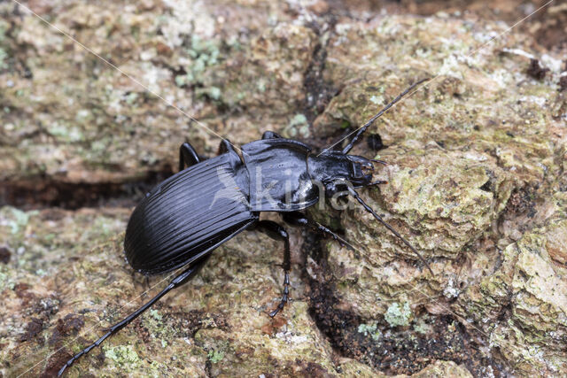 Abax parallelepipedus