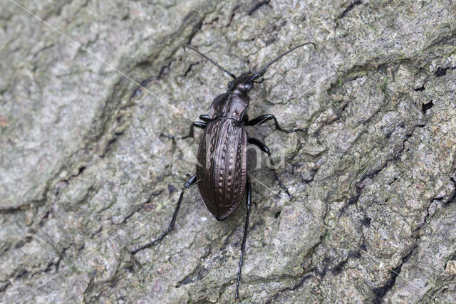 kettingschallebijter (carabus granulatus)